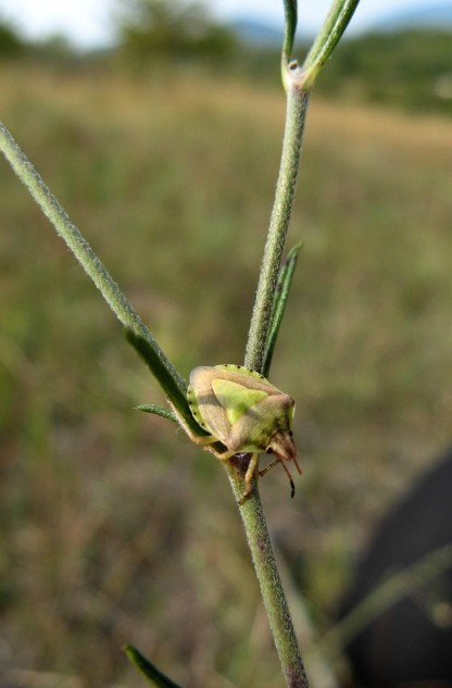 Heteroptera dei Colli Euganei